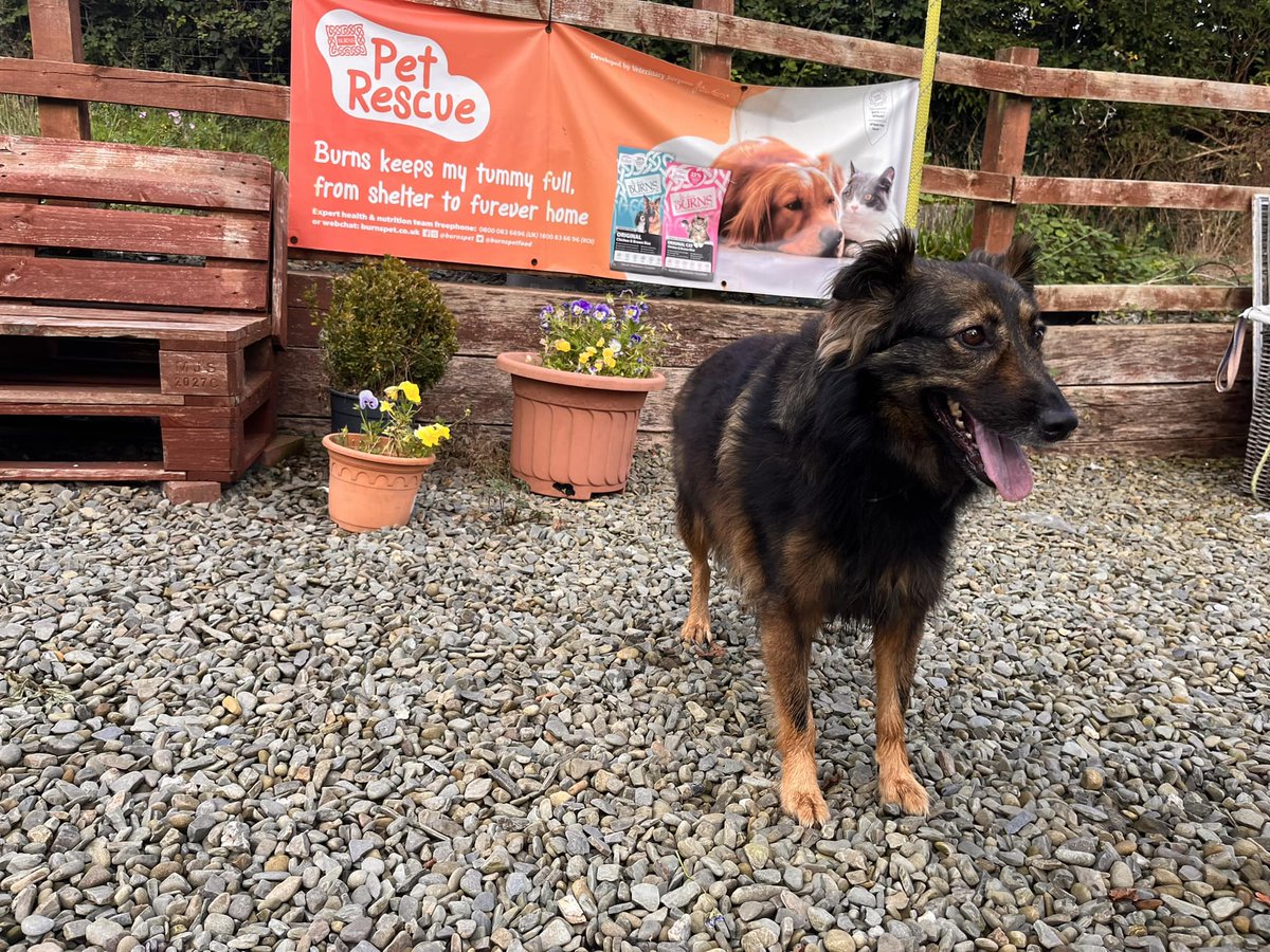 Animal Adoptions UK 🐕‍🦺🐈🐎❤️ tweet media