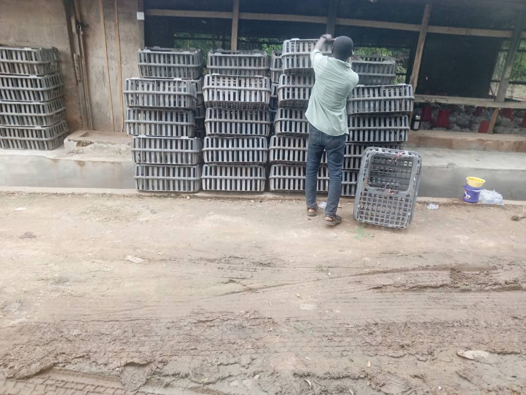 Recall in April, Ekiti State Ministry of Agriculture and Food Security embarked on a pilot program, the Ekiti State Broiler Production Scheme, with the goal of empowering local farmers and contributing to the growth of the poultry industry in Ekiti State.