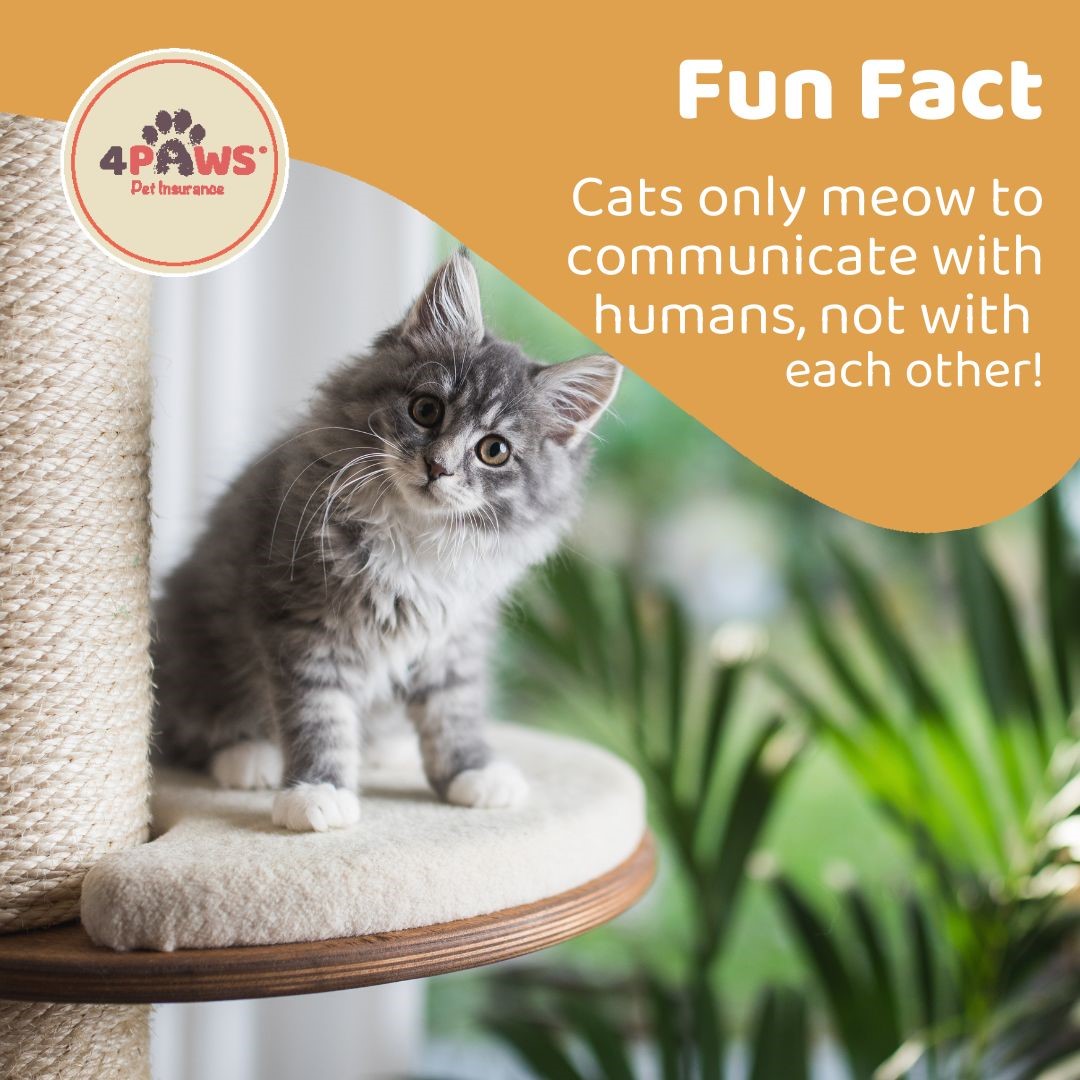 ⭐ FUN FACT ⭐ 🐱 Cats only meow to communicate with humans, not with each other! We better work on improving our replies! #Meow 🐾🐾 #FunFact #4Paws #4PawsPetInsurance #Cat #CatFact