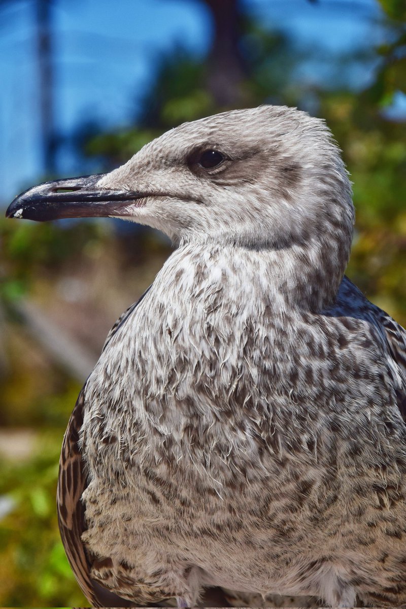 fauna_isa's tweet photo. Hablemos de Gaviotas y Galicia. 🧵⬇️

El Parque Natural de las Islas Atlánticas de Galicia es un espacio natural protegido que comprende varias islas y su entorno marino. 

Es un paraíso para las aves, siendo la más característica la gaviota patiamarilla (Larus michahellis). https://t.co/NLMCz7DsXj