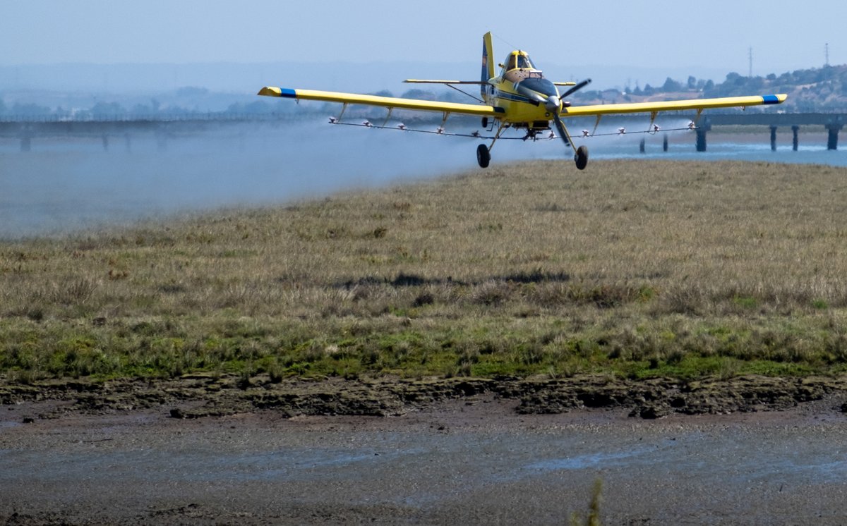 DipuHU's tweet image. 🚁🦟 🧪 El Servicio de #ControldePlagas de @DipuHU   actúa en zonas de #Matalascañas y #Mazagón ante un potencial incremento de mosquitos
📰 acortar.link/P14WEI