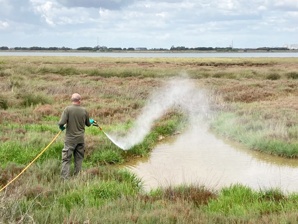DipuHU's tweet image. 🚁🦟 🧪 El Servicio de #ControldePlagas de @DipuHU   actúa en zonas de #Matalascañas y #Mazagón ante un potencial incremento de mosquitos
📰 acortar.link/P14WEI