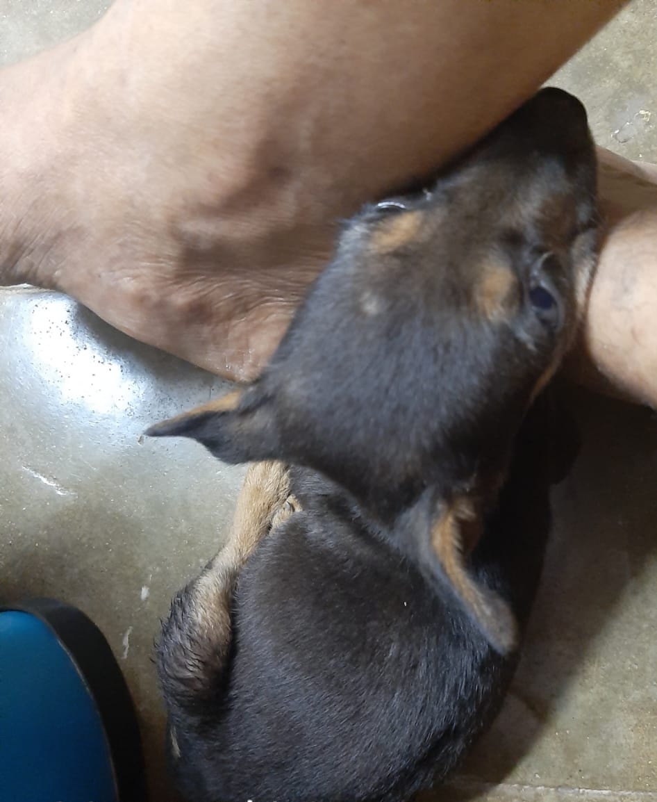 Barkingspace1's tweet photo. Mom! I Will be with you always even in your difficult times...#photo #puppyphoto #photograph #photooftheday #puppiesoftwitter #Tweetoftheday #Twitter #Tweet #barkingspace https://t.co/5GTO6QddYq