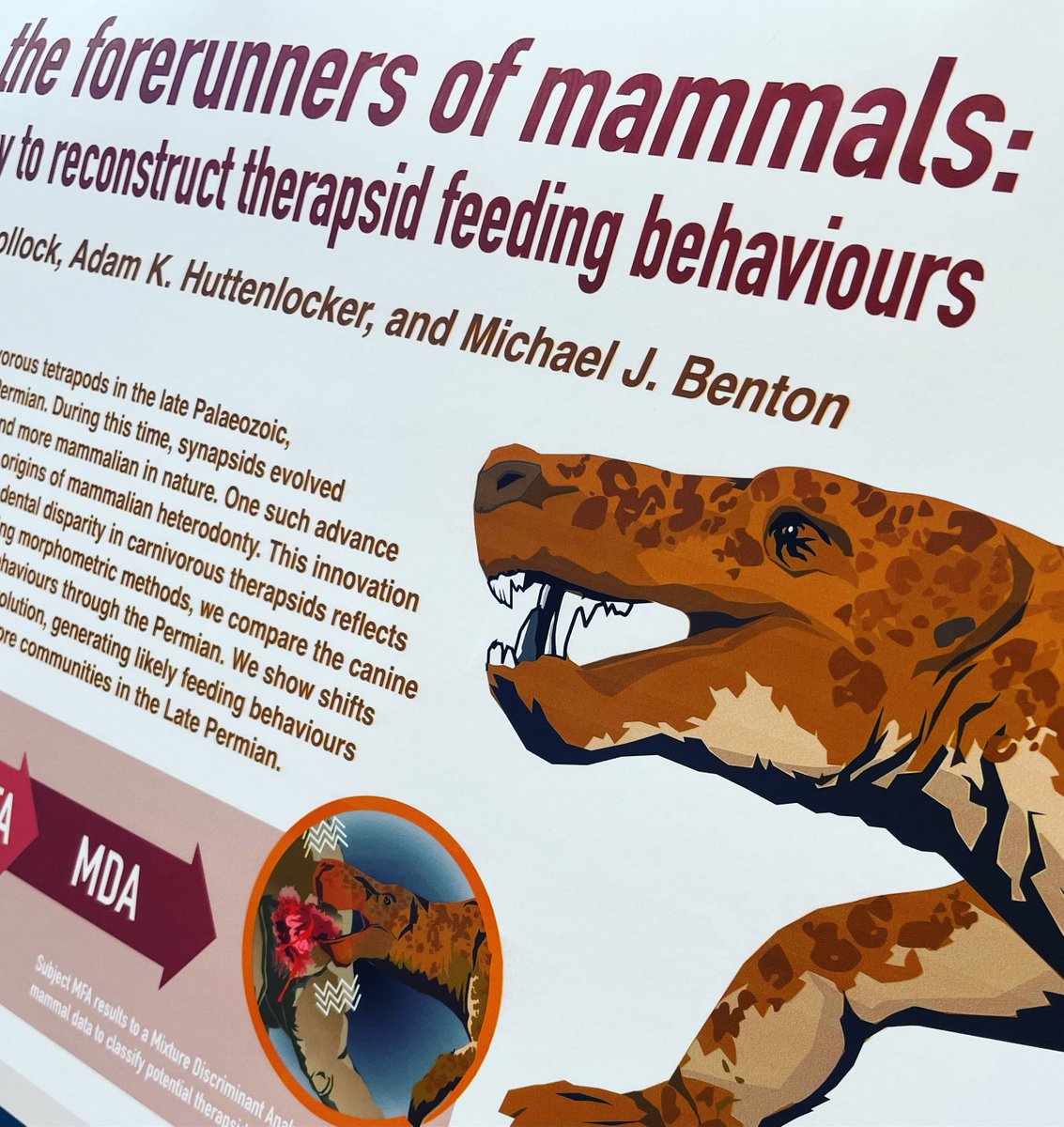 PalaeoSingh's tweet photo. My poster presentation is up &amp; ready in the #FunctionalMorphology room at the #Palass23 annual meeting: Carnivory in the forerunners of mammals - here’s hoping it generates some nice chat in the poster session on Permian #therapsids

#synapsid #Palass2023 #paleontology #scicomm https://t.co/5iBrj3aroj