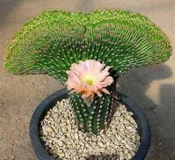エキノプシス交配種
Echinopsis hybrid f. cristata
出典：不詳