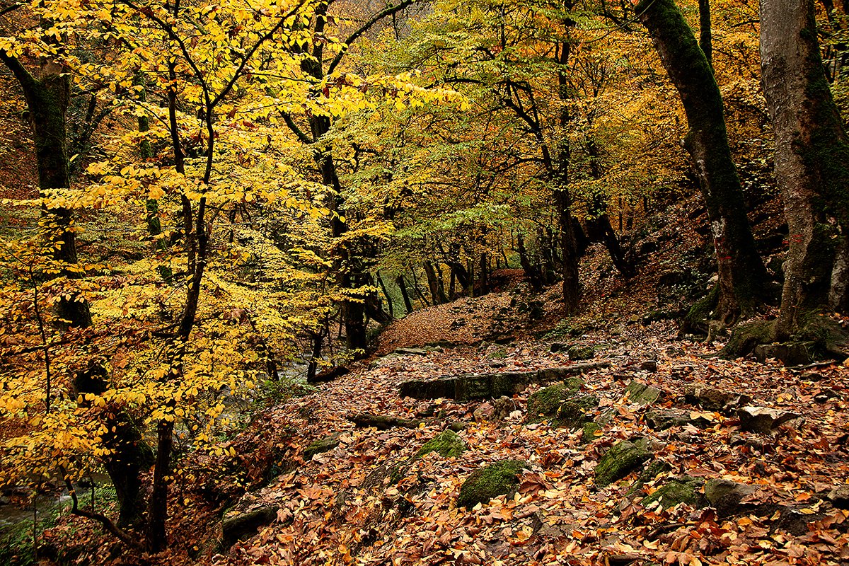 Papakoorosh's tweet photo. پاییز طلایی در مسیر جنگلی آبشار ویسادار، گیلان.
.
اگر دوست دارید این عکس‌ها را داشته باشید برای سفارش به من پیام بدهید. https://t.co/2aBecFgZn7