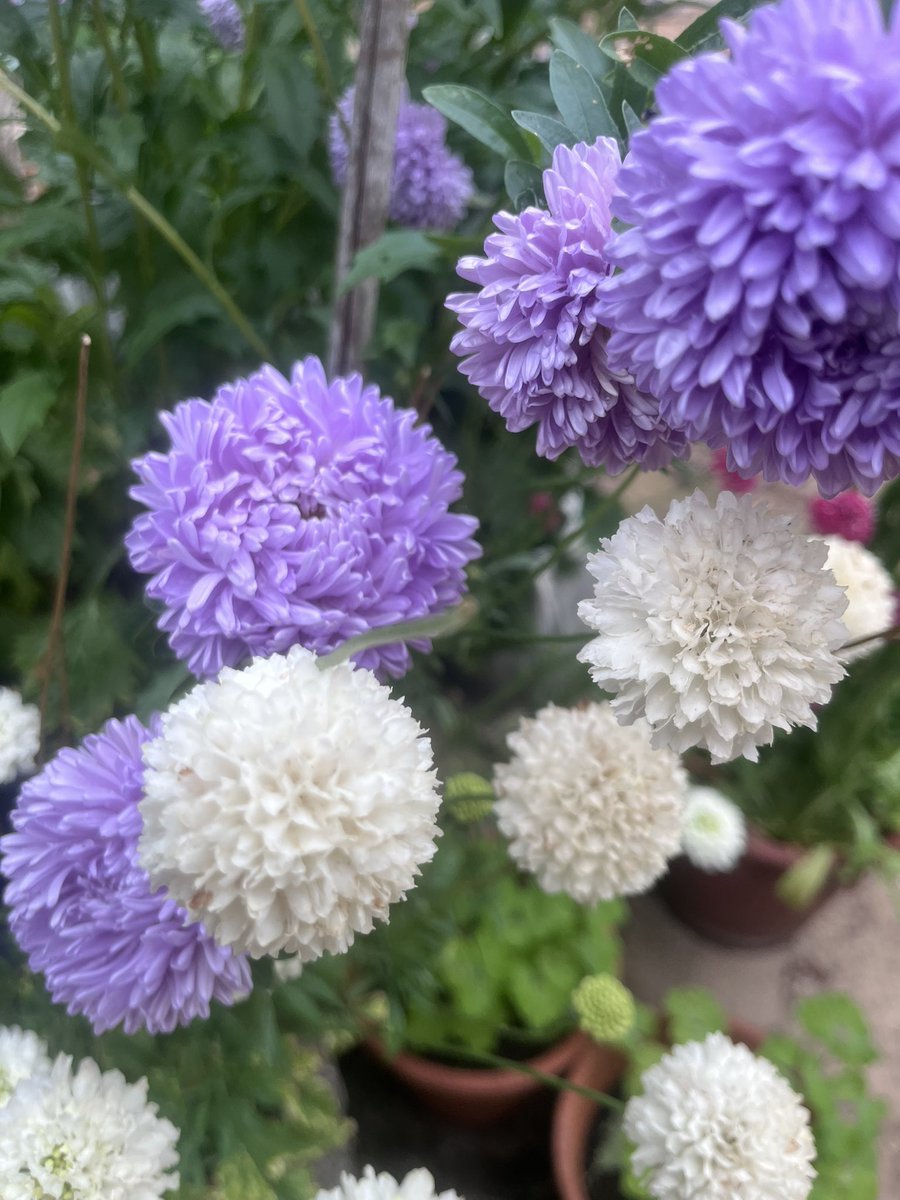 GardenBrocante's tweet photo. Fluffy asters and fluffy scabious today (in pots) 💜 https://t.co/pkQwBLnlSv