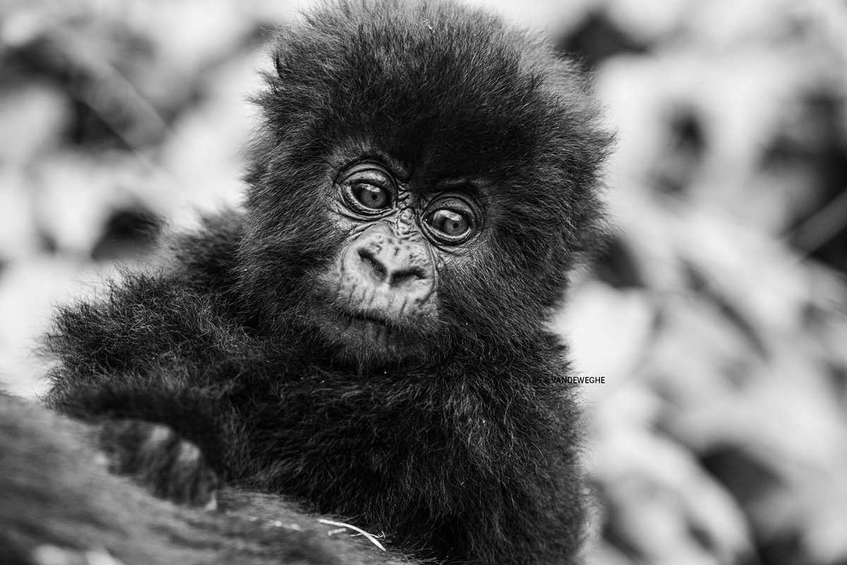 Various black-and-white Mountain Gorilla portraits taken over the years in the Volcanoes National Park in Rwanda

Click on the link fof the 29 images

gael.world/visual-essays/…

#my250 #visitrwanda #conservation #photography