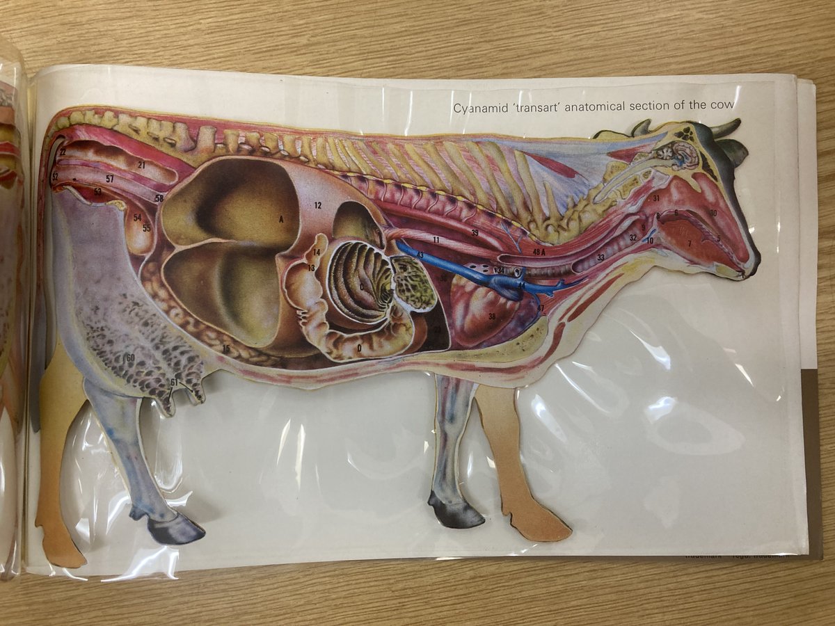 If you’d like to get to know the inner workings of a cow, here’s just the thing. This educational guide was produced by the US company Cyanamid in the 1970s and shows cross-sections through the skeleton and organs. #ExploreYourArchives #EYAEducation