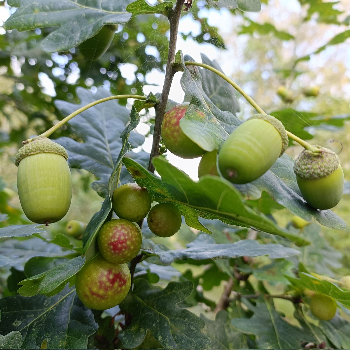 DenbyFG's tweet photo. Oak galls and acorns happily cohabiting in Salterwood #Denby @WoodlandTrust https://t.co/fdwrzRzlBT