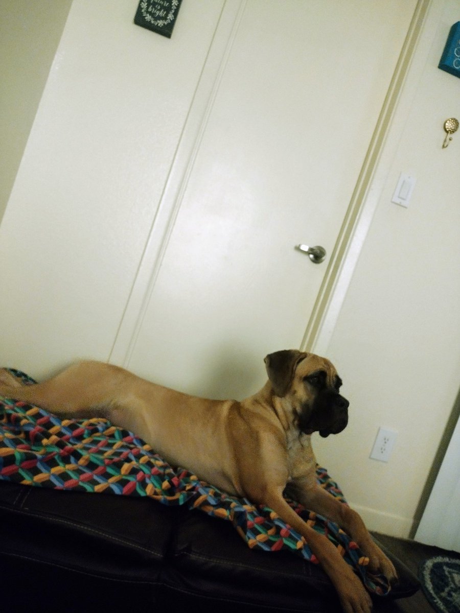 Nova 7 months old