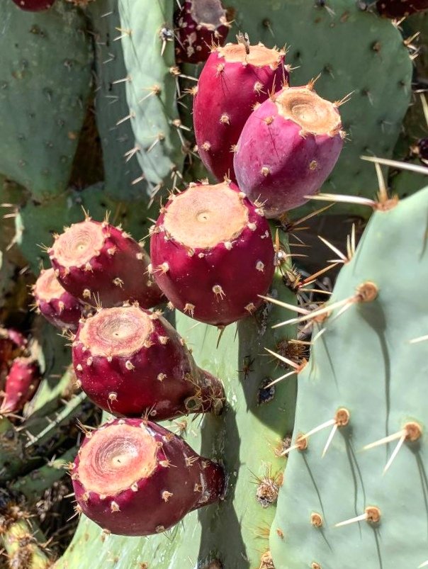 @RoadtripC This is a fruit from the Opuntia cactus, known as nopal in Spanish. 
The fruit is called prickly pear in English & tuna in Spanish.
You can eat it or make juice. 
In Northern Mexico they make a fermented alcoholic beverage from tuna called Colonche.

#CactusFruit #VisitMexico