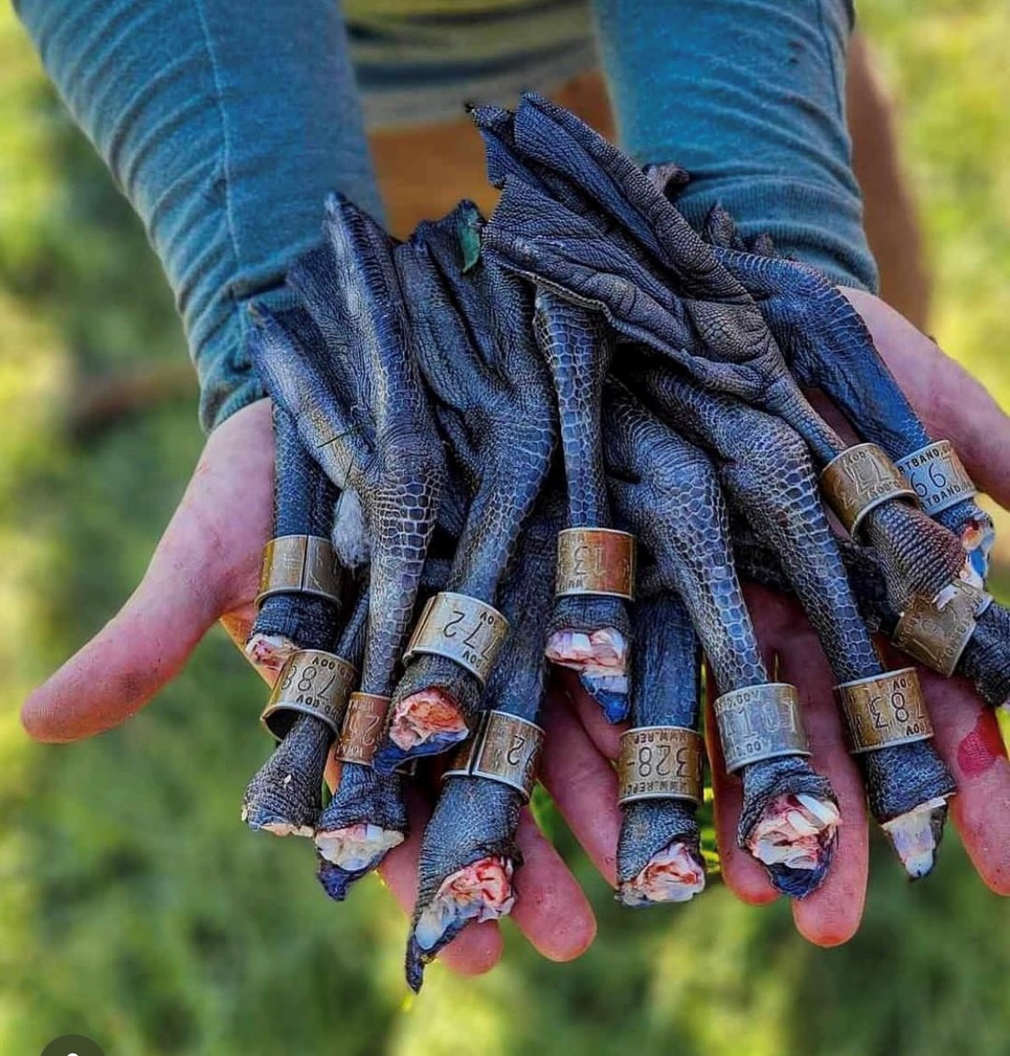 SPORTSMANchnl's tweet photo. "What's your band count?" - @eastcoastwaterfowl
#ITSINOURBLOOD #hunt #hunting #bands #banded #bandedgoose #goose #goosehunting #waterfowl #waterfowlhunting https://t.co/IjwU0x1g5W