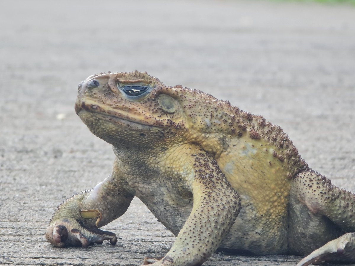 mnqw443's tweet photo. #Toadzilla #monkey
Morning run. https://t.co/EPdNrn6Opv