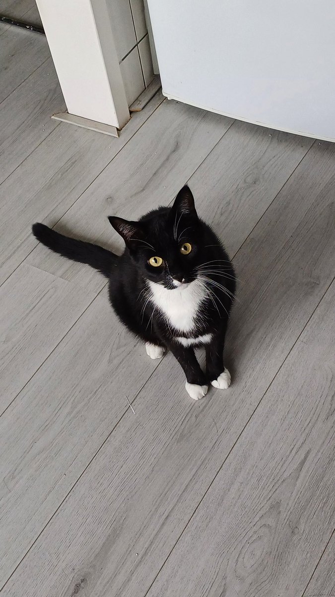 cosmoo🐨@that cat aint right tweet media