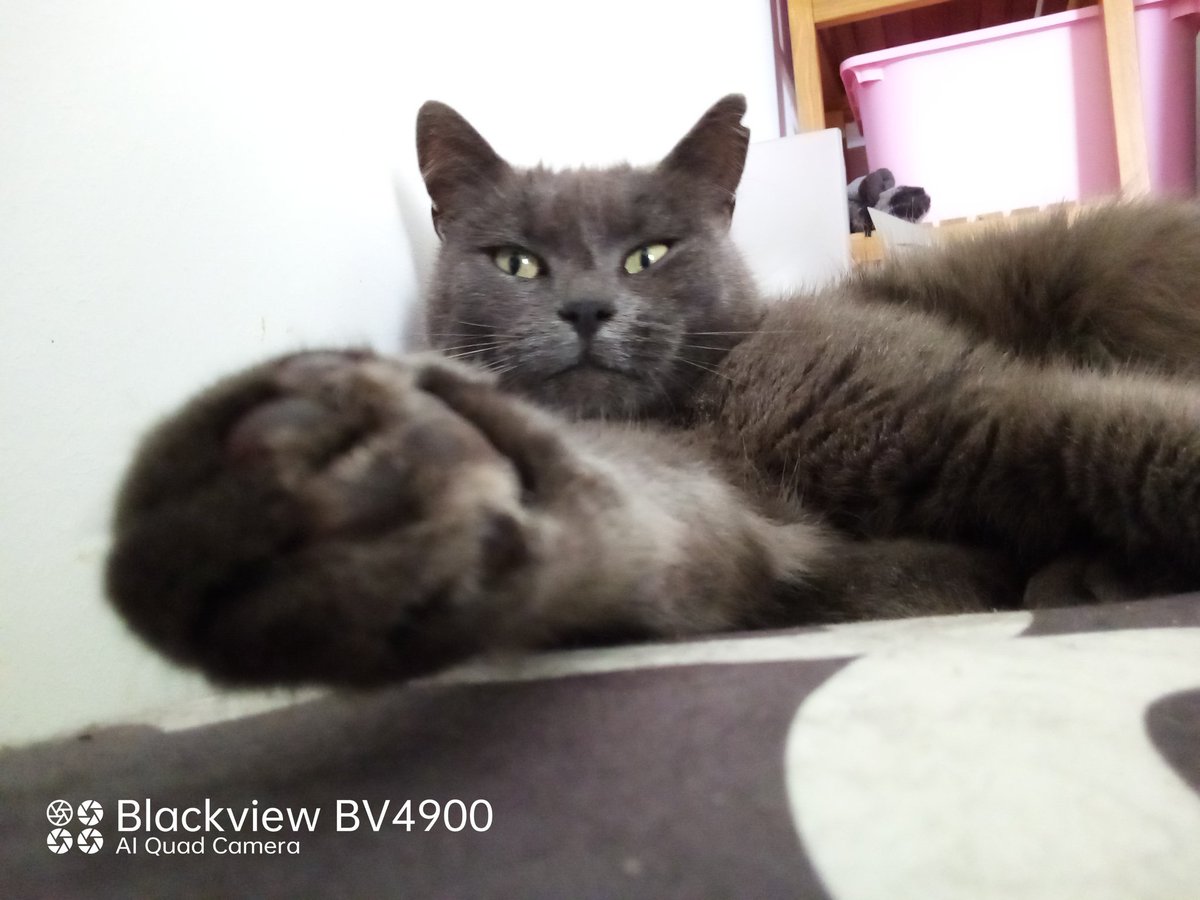 fredbibi's tweet image. Place de Yaya normalement... mais quand elle n'y est pas. HOP . J'ai prédaté deux chaucisses suis crevée. La Numaine assure un assez bon service même si malade. Vais rester moa. 👍😺