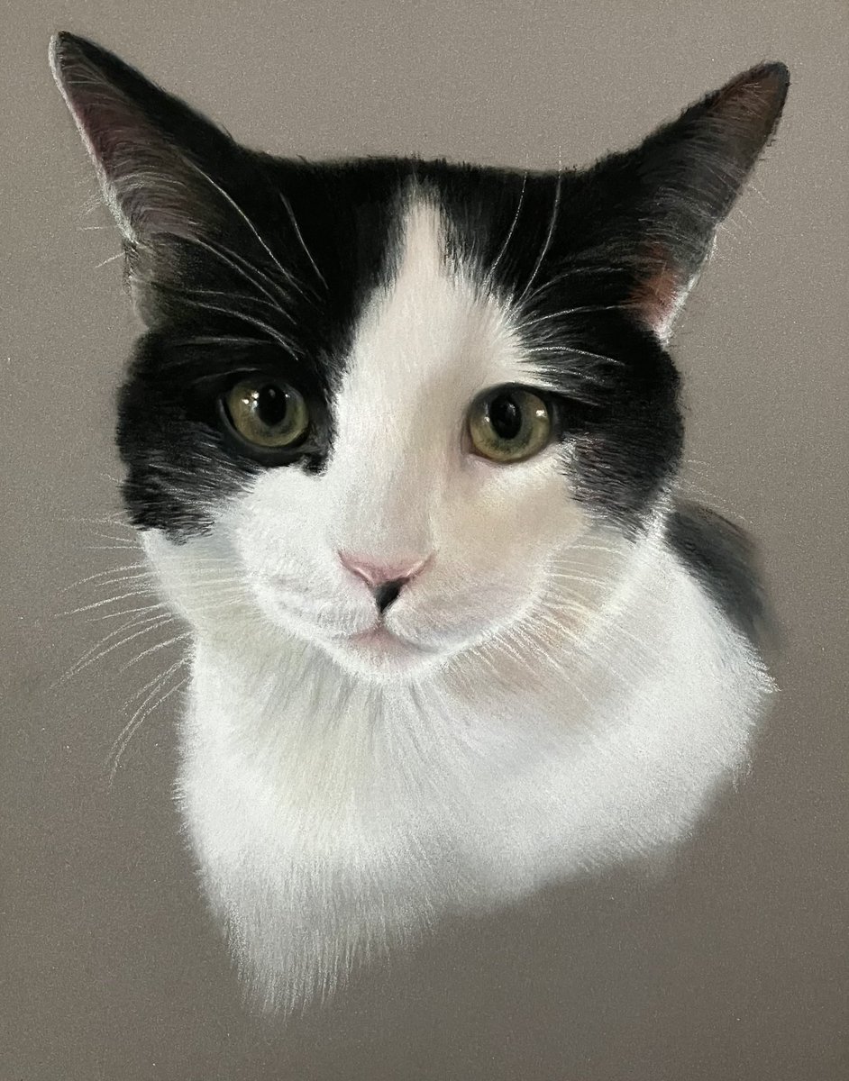 The lovely Coco.Pastel pencil and soft pastel on pastelmat.Hope everyones well.🙂
#art #artist #artistwork #pastels #pastelart #cat #catart #artworks #pencil #paper #realism #realisticart #realisticartwork #animalart #petportrait #draw #paint #painting #fabercastell #illustrate