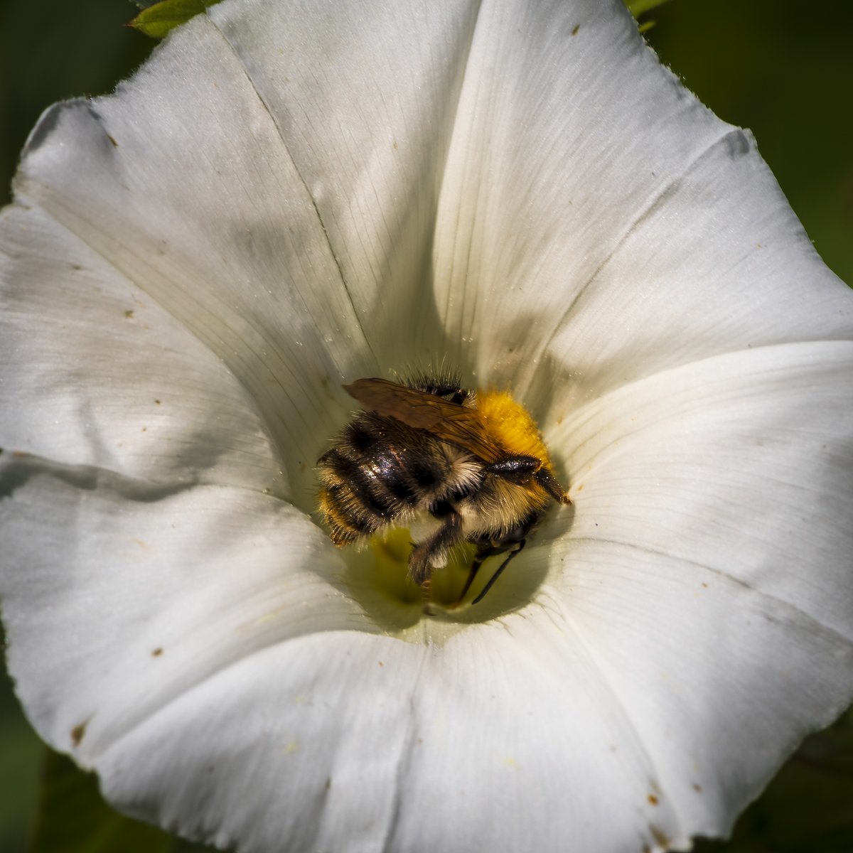 Harvesting bee 
#macro #macrophotography #canon80d #canondeutschland #mycanonstory #nature
#naturephotography #springtime #bee #bees #nature #naturephotography
#insekten #insects #honey #harvester #frühling #biene #bienen #rettetdiebienen #macroworld #savethebees