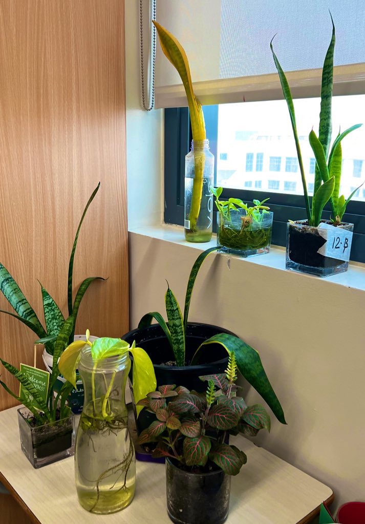 12B NMS (@12b_at_nms) on Twitter photo “Nurturing Nature’s Beauty In Our Classroom Garden 🪴🪴”
A classroom garden captures the essence of caring for nature and appreciating its beauty in our educational setting.
#nature #12B
<a href="/SumiBinny1/">Sumi Binny</a> <a href="/TeresaRusten/">Teresa Rusten</a> <a href="/Fatima_Martin/">Fatima Martin</a> “Nurturing Nature’s Beauty In Our Classroom Garden 🪴🪴”
A classroom garden captures the essence of caring for nature and appreciating its beauty in our educational setting.
#nature #12B
<a href="/SumiBinny1/">Sumi Binny</a> <a href="/TeresaRusten/">Teresa Rusten</a> <a href="/Fatima_Martin/">Fatima Martin</a>