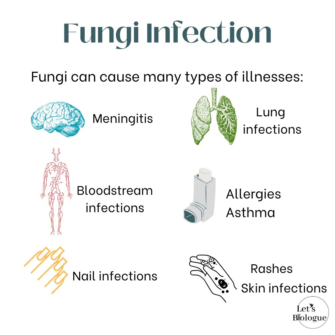 LetsBiologue's tweet photo. What's an fungi infection?
And who's affected by it?
#chooseknowledge https://t.co/znqcja5aV3