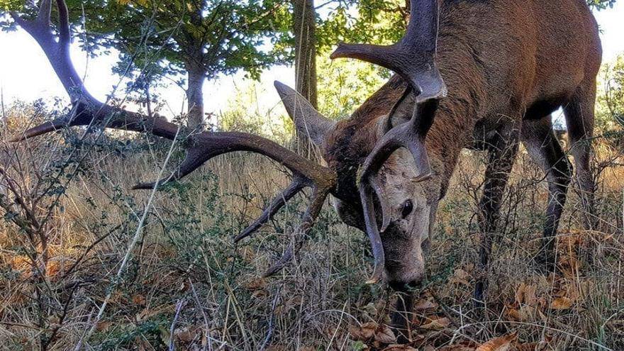 IbonPerezTV's tweet photo. Hace una semana, los vecinos de Linarejos (Zamora) habían pedido que nadie cazase a Carlitos, un ciervo  al que habían alimentado desde pequeño. Hoy, ha aparecido su cadáver, sin una de sus patas traseras, sin su cornamenta de catorce puntas y sin parte de su cabeza. Malnacidos. https://t.co/YxEo9rUPIv