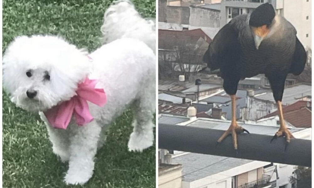 labrujula24's tweet image. Tres Arroyos: carancho se habría llevado a perrita de un balcón #balcón #carancho #perrita #tresarroyos  labrujula24.com/notas/2023/09/…