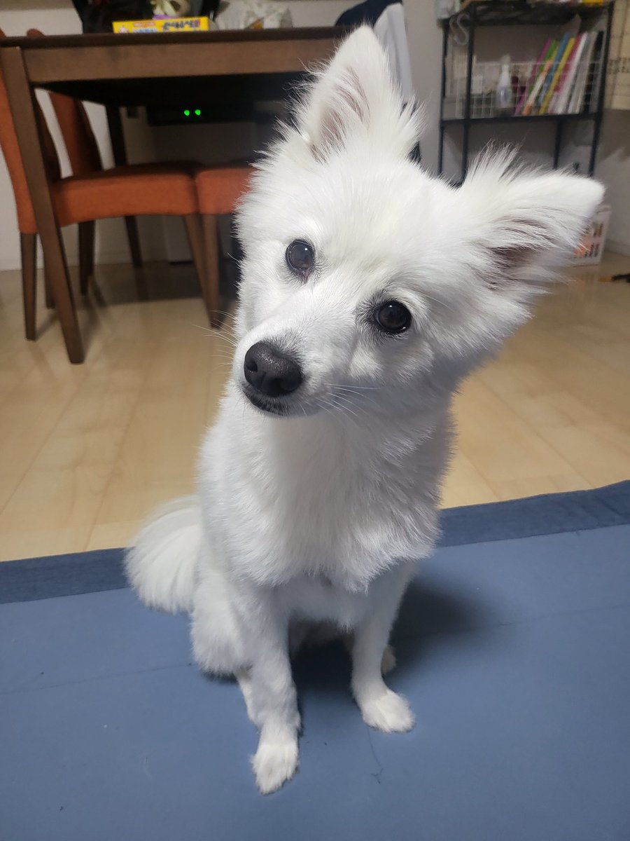 hirussyi's tweet photo. リンがいなくなって28日。

本当に情報がなくて困っています。

誰か保護してくれてると信じて情報を求めてます。

拡散よろしくお願いします。

#迷子犬
#日本スピッツ
#拡散希望 https://t.co/OkFanEqCBx