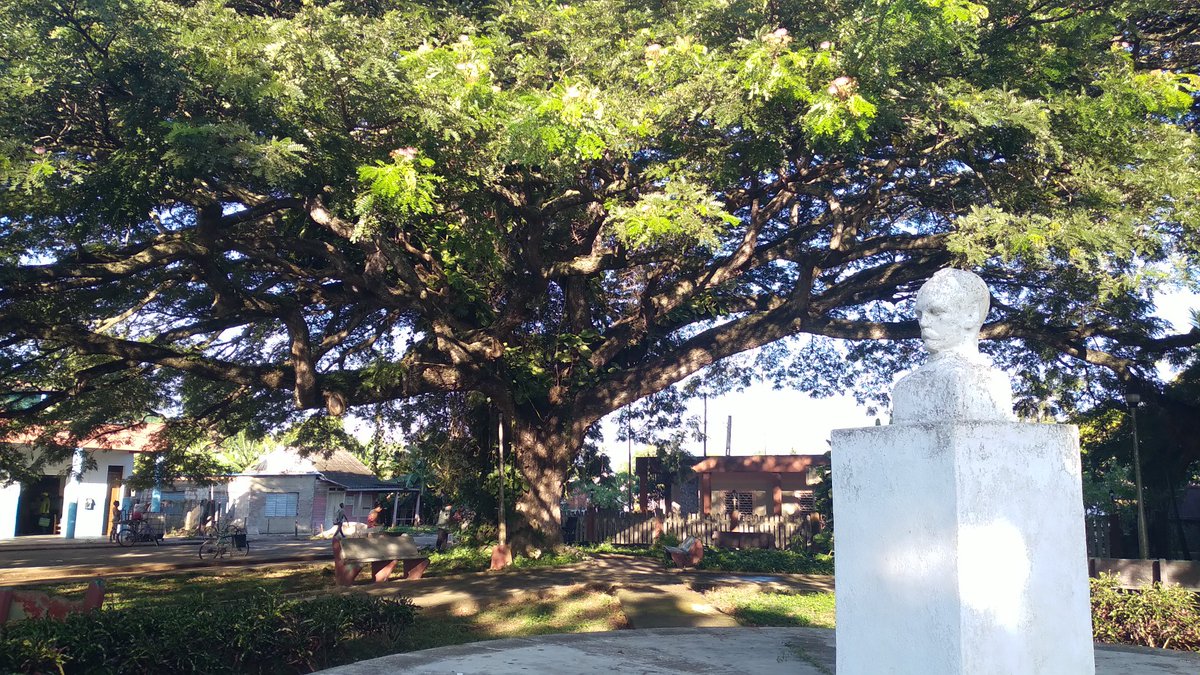 El histórico algarrobo del parque José Martes en Sierra de Cubitas,municipio próximo a cumplir sus 103 años de fundado. #SomosCuba