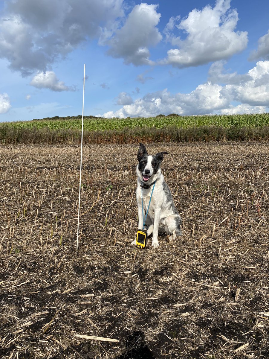 Luna’s helping me plot points for gps soil samples today. It’s about time she pulled her weight! #AgronomyDog