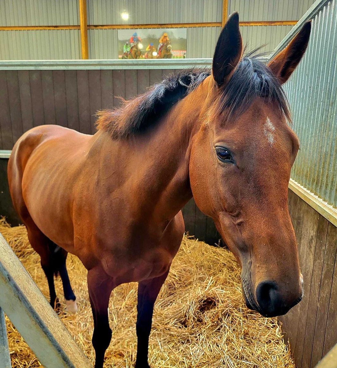 OldGoldRacing's tweet photo. Insta v. reality…➡️Lenebane had mixed reviews on seeing all her adoring Owners this weekend @RebeccaEMenzies open day for #nationalracehorseweek
📸 credit to Andy May & Paul Howe
#openday #rebeccamenzies #mares #mareish #oldgoldracing #ownapieceoftheaction #getyourheartracing https://t.co/5kh4c5xcpP