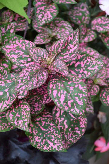 gransgardenseed's tweet photo. Part shade plant requires itleast 3 to 4 hours of sun to grow well and usually they love the morning sun. Full shade plants do not need any sun exposure to thrive. https://t.co/f39KZfTdOx
#shadegarden #gardenseeds #GardeninginTexas #flowerseeds https://t.co/syxWfZfyT8