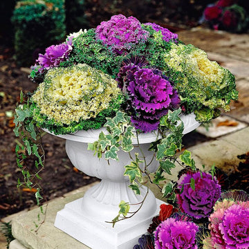 gransgardenseed's tweet photo. Part shade plant requires itleast 3 to 4 hours of sun to grow well and usually they love the morning sun. Full shade plants do not need any sun exposure to thrive. https://t.co/f39KZfTdOx
#shadegarden #gardenseeds #GardeninginTexas #flowerseeds https://t.co/syxWfZfyT8