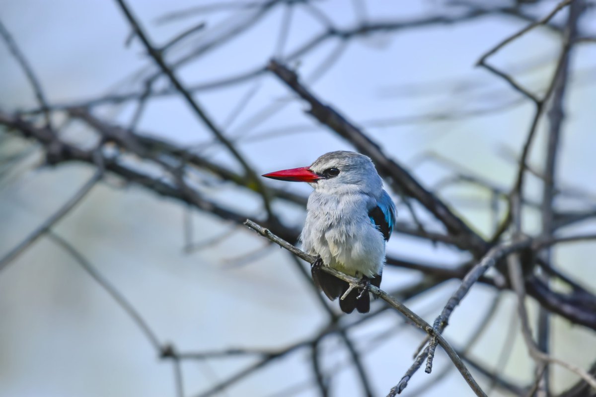 artsue_'s tweet photo. The woodland kingfisher known in some areas as tree kingfisher #akageranationalpark https://t.co/73YejeGMFI