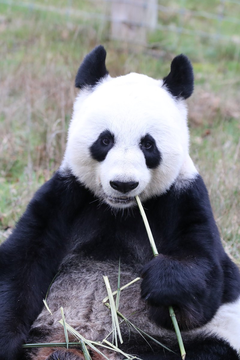 EdinburghZoo's tweet image. Tian Tian cam is LIVE 🐼🎥

With just a few months left until our pandas depart we want to give even more people the chance to see them both! You can now catch up with Yang Guang AND Tian Tian on our charity's free webcams 👉 bit.ly/TianTianCam