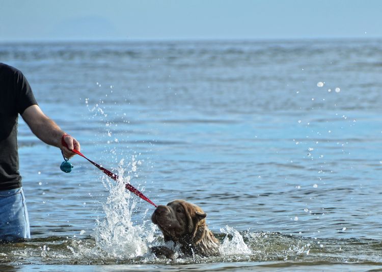welovedonegal's tweet photo. A fun hashtag from
#WeLoveDonegal ♥
for you #dog & #Donegal lovers: #DonegalDogs
Post a pic of your dog enjoying Donegal. Include your dog's name & where the pic was taken. Or you can just post his/her face :)
Here's our Yum-Yum enjoying walkies at #Fintra near #Killybegs https://t.co/n3lHh3z2yq