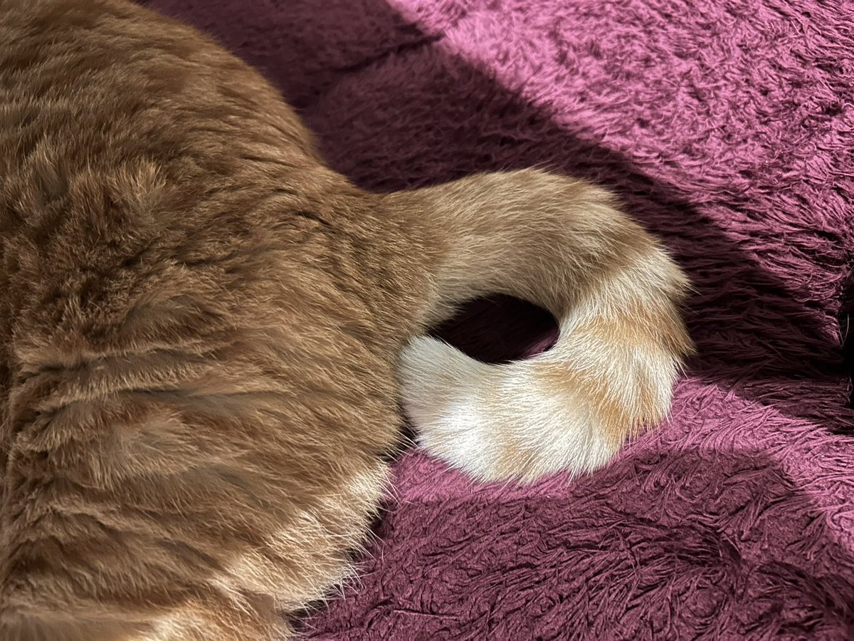 gt3801's tweet photo. 尻尾がイケてる🧸 https://t.co/wPxLpIqhbk