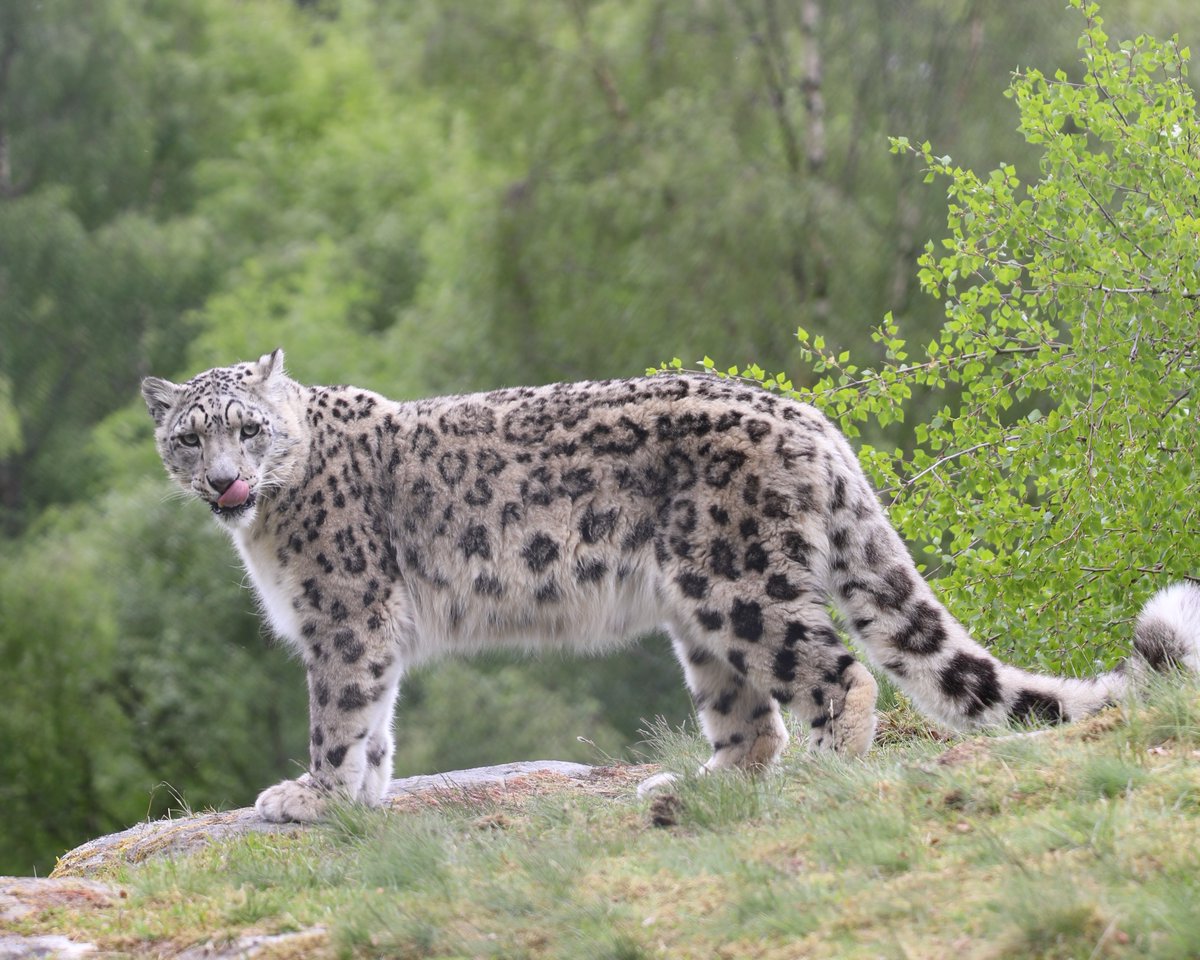 HighlandWPark's tweet image. Snow leopards, like all big cats, have tiny spines called 'papillae' on their tongues 👅

Papillae are made from keratin (just like our fingernails) and help snow leopards groom themselves and strip meat from bones 🥩