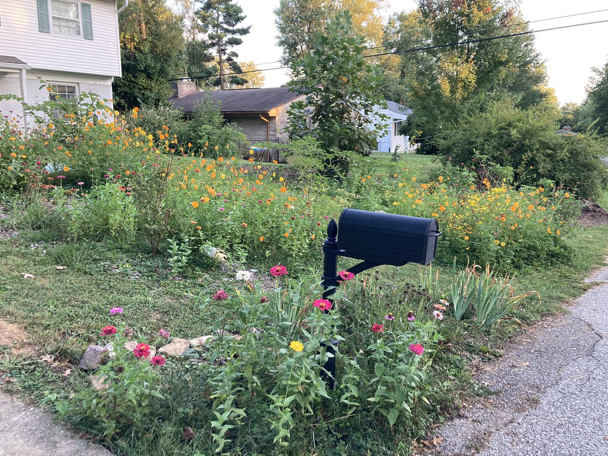 L_tulipifera's tweet image. We’ve been working on getting the front yard more dynamic and not just grass. Starting to look good!

Nice to see all that shoveling mulch lead to something besides reminding me I’m almost 40.