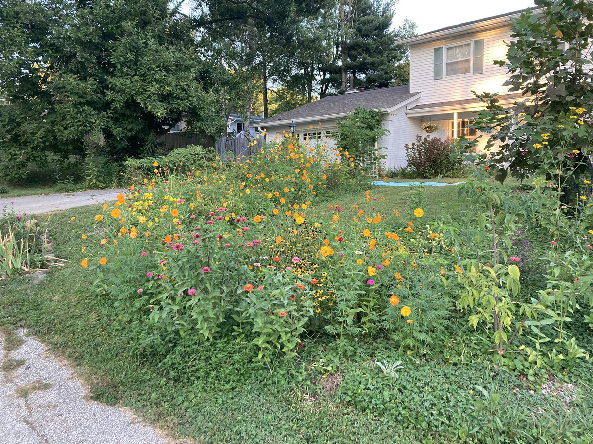 L_tulipifera's tweet image. We’ve been working on getting the front yard more dynamic and not just grass. Starting to look good!

Nice to see all that shoveling mulch lead to something besides reminding me I’m almost 40.