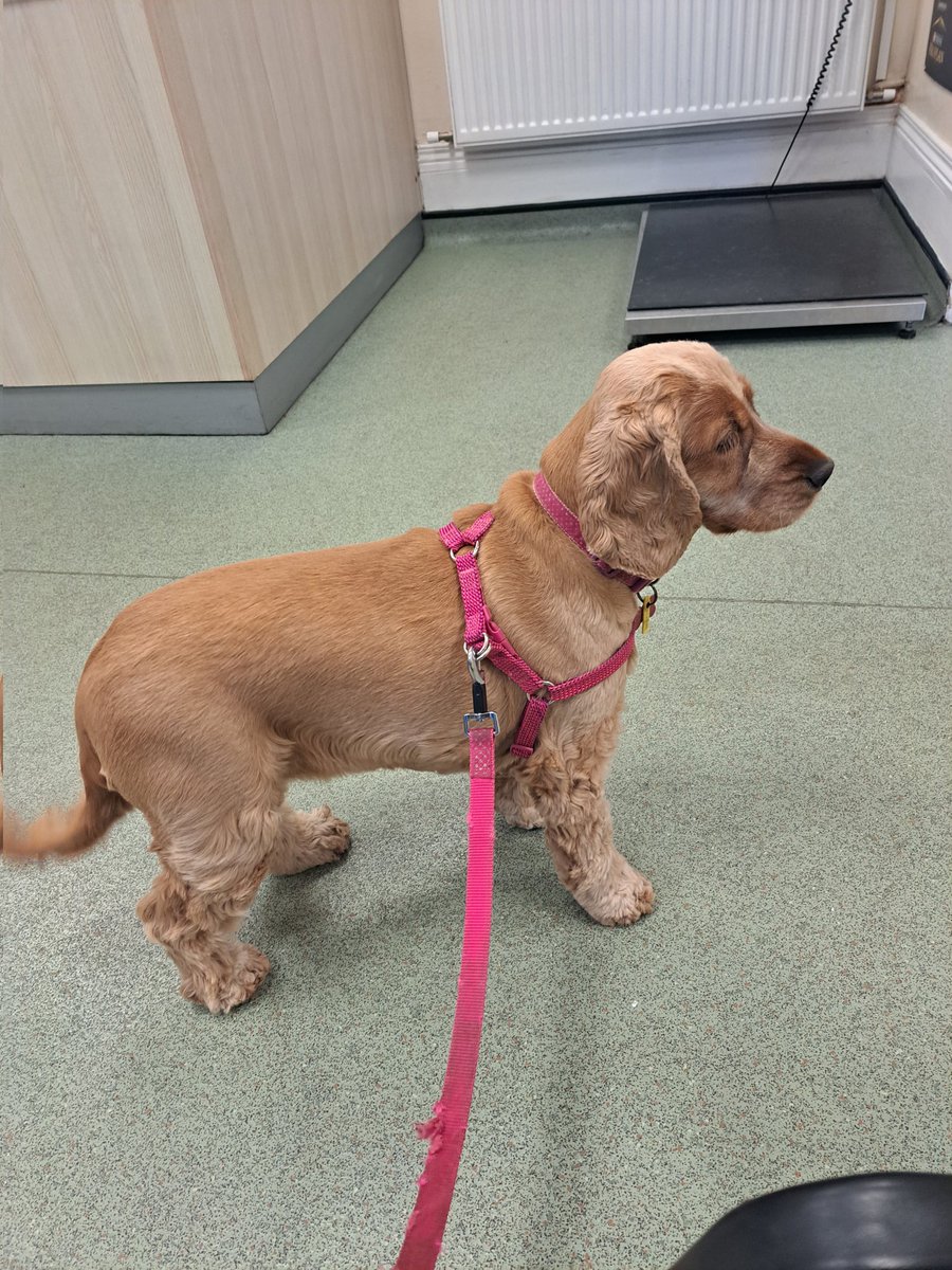 Just been to vet lady for that horrible thing up me nose.