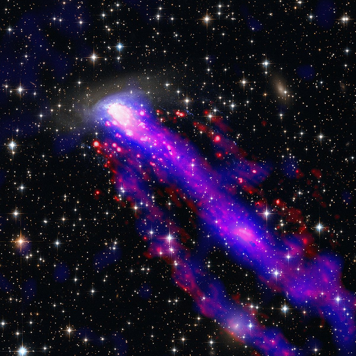 chandraxray's tweet photo. ESO 137-001:
As the galaxy moves through space at 1.5 million miles per hour, it leaves not one — but two — tails behind it. The tails trailing after ESO 137-001 are made of superheated gas. X-rays: blue, optical: orange, infrared: cyan, and light from hydrogen atoms is red. https://t.co/fZnRa2Gz7X