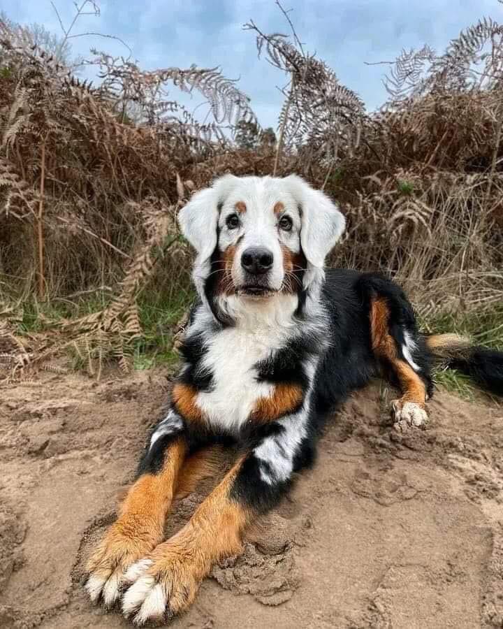 Tweets of Dogs tweet media