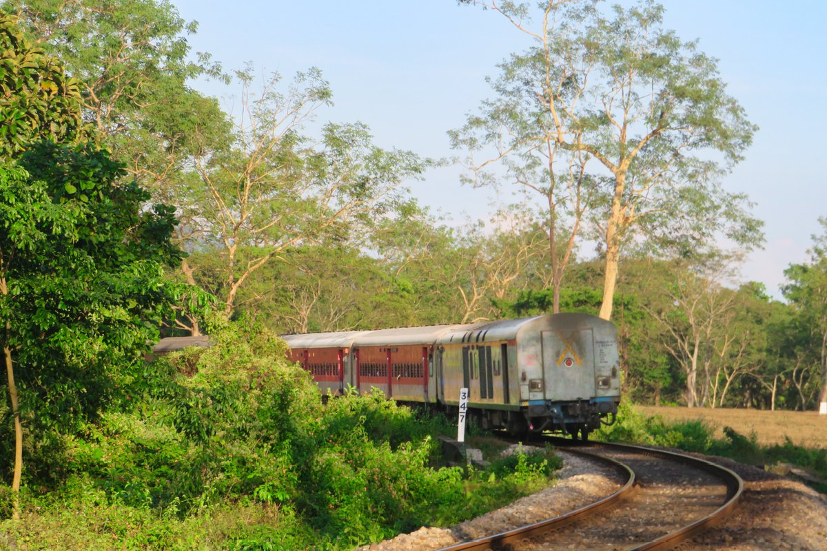 Into the #Greens !

Inframe - 15661 #Ranchi - #Kamakhya Express curves towards its next halt #NewMal Jn !!

#RailfansofNFR • #NFRailEnthusiasts 

@drm_apdj | @RailNf | @RailMinIndia

#TrainsofIndia #Dooars #Greenery #Teaestate