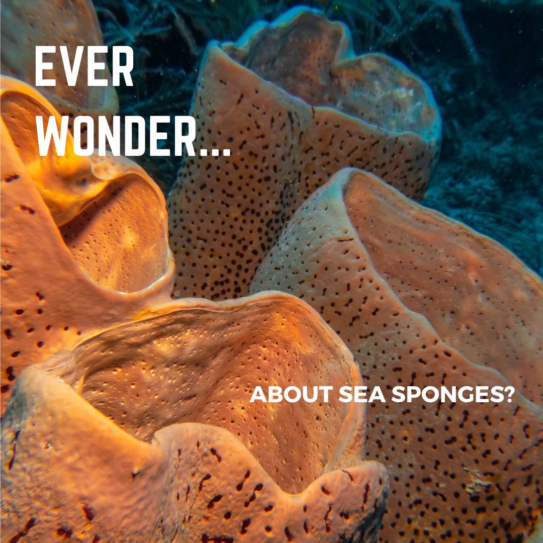 Blue Scholars Initiative tweet media