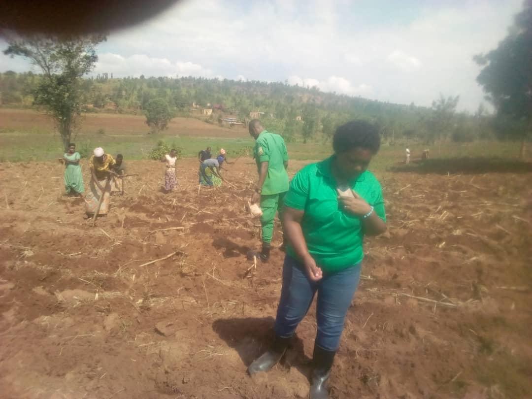 NgaramaSectorR's tweet photo. Mu murenge wa Ngarama/Gatsibo district abahinzi bakmeje gutera imbuto muri site zahujwe
@GatsiboDistrict 
@RwandaEast
@RwandaAgriBoard https://t.co/Siu04Tq9WM