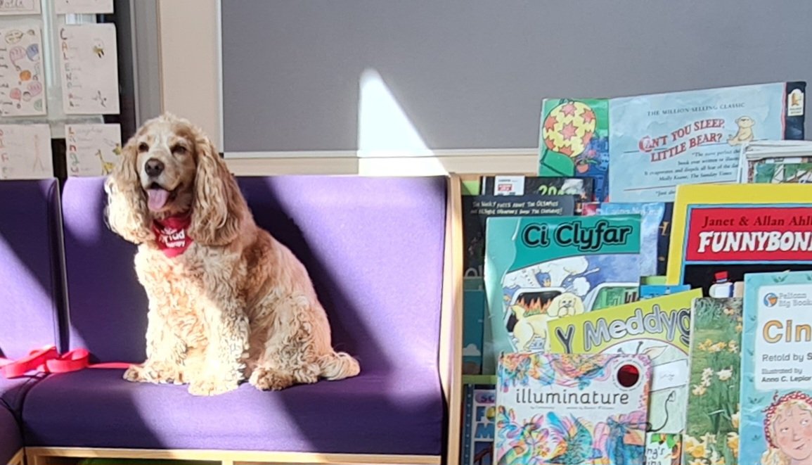 huwrob62's tweet photo. @CariadPet @LodgeHillPS Nice to be back ❤️
#pettherapy #dogsofinstagram #therapydog #therapydogsofinstagram  #animalassistedtherapy #therapyspaniel #roanspaniel #wellbeing #cariadpettherapy https://t.co/kZvxOznKnz