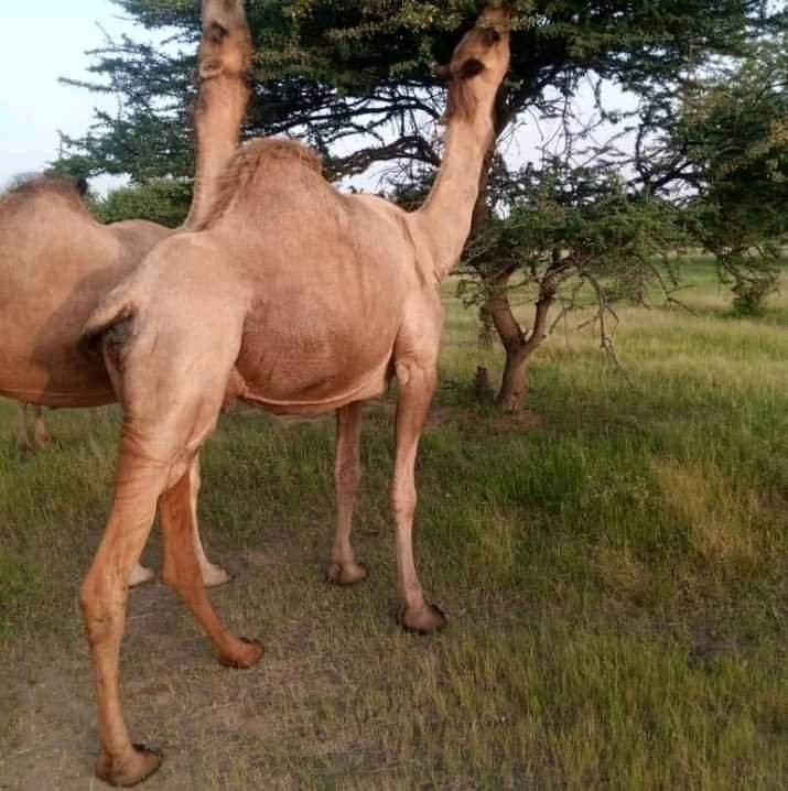 جقلا امقرون حسك رعد ولبنك عسل تلج بردبسري البطون بداوي المرض لنقيبكي عاط قرنوق ورد وكزم البلوم القمري هد مرحالكي