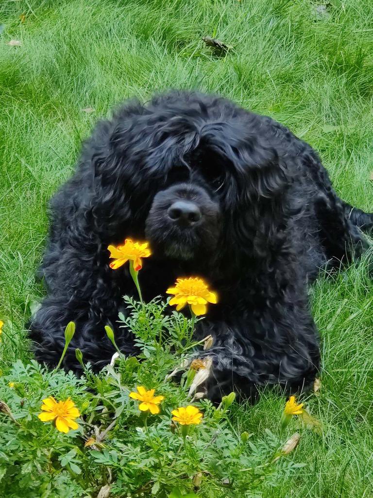 Humphrey’s impersonation of Bigfoot stopping to smell the flowers.