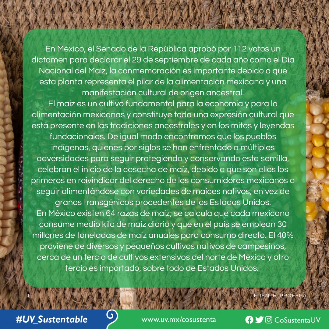 📅29 de Septiembre. Día del Maíz 🌽 #UV_Sustentable #Xalapa #Veracruz #BocaDelRío #PozaRica #Tuxpan #Córdoba #Orizaba #Coatzacoalcos #Minatitlán #PorUnaTransformaciónIntegral #Sustentabilidad #CoSustenta #CoSustentaUV #UniversidadVeracruzana #EfeméridesSustentables