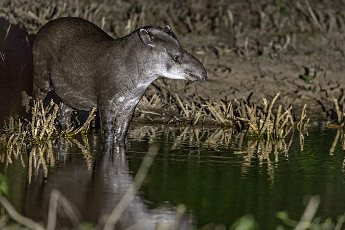 UntamedExp's tweet photo. A few mammal moments:

Giant Otter 
Lowland Tapir

Some of the big 5 of Pantanal!

https://t.co/KOtI0JEhb0
info@untamed-expeditions.com

#giantotter #tapir #wildlifephotography #pantanal #wildlifephotosafari #untamedexpeditions https://t.co/U4l4gd4jQq